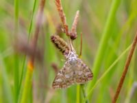 Elophila nymphaeata Dagshög, Torekov, Båstad, Skåne, Sweden 20180718_0084