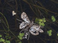 Elophila nymphaeata Skanörs ljung, Falsterbohalvön, Vellinge, Skåne, Sweden 20160820_0024