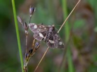 Pyrausta aurata Djungelparken, Bunkeflostrand, Malmö, Skåne, Sweden 20210812_0015