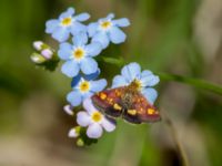 Pyrausta aurata Simris strandäng, Simrishamn, Skåne, Sweden 20160606_0253