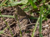 Pyrausta despicata Risen, Genarp, Lund, Skåne, Sweden 20140427_0042