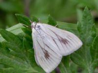 Sitochroa palealis Svanetorpsvägen, Åkarp, Lomma, Skåne, Sweden 20160726B_0051