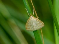 Udea lutealis Måryd fd fälad, Lund, Skåne, Sweden 20180624_0121