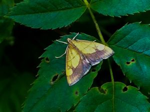 Evergestis limbata - Löktravmott