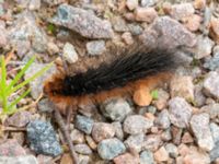 Arctia caja larva Övraby, Halmstad, Halland, Sweden 20220612_0111