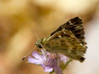 Carcharodus orientalis Akseki, Turkey 20120707B 163