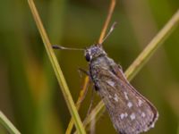 Hesperia comma Risen, Genarp, Lund, Skåne, Sweden 20120812B 101