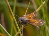 Hesperia comma Risen, Genarp, Lund, Skåne, Sweden 20120812B 106