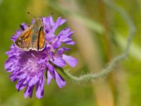 Hesperia comma Skäpperöds fälad, Hörby, Skåne, Sweden 20140720_0071