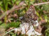 Pyrgus armoricanus Simris strandmark, Simrishamn, Skåne, Sweden 20150703_0021