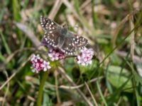 Pyrgus malvae Gyetorpskärret, Kristianstad, Skåne, Sweden 20150514_0195