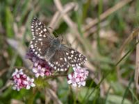 Pyrgus malvae Gyetorpskärret, Kristianstad, Skåne, Sweden 20150514_0202