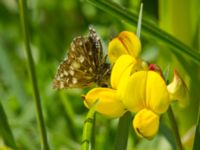 Pyrgus malvae Gyetorpskärret, Kristianstad, Skåne, Sweden 20170610_0129