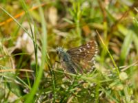 Pyrgus malvae Gyetorpskärret, Kristianstad, Skåne, Sweden 20170610_0162