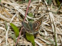 Pyrgus malvae Lenstad, Mörbylånga, Öland, Sweden 20170526_0395