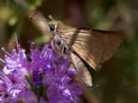 Thymelicus aceton Kabanos river, Crete, Greece 20130708 102