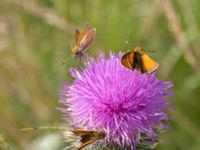 Thymelicus lineola Hästhagen, Skurup, Skåne, Sweden 20170730_0051