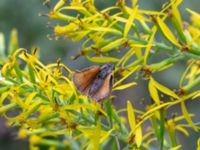 Thymelicus lineola Kullenvägen, Böda, Borgholm, Öland 20180809_0054