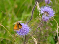 Thymelicus lineola Kungsmarken, Lund, Skåne, Sweden 20170717_0082