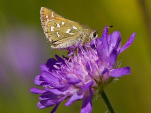 Hesperia comma - Silver-spotted Skipper - Silversmygare