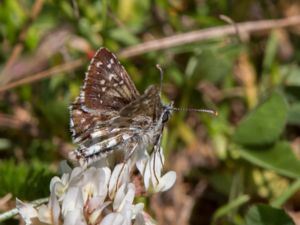 Pyrgus armoricanus - Oberthür's Grizzled Skipper - Backvisslare