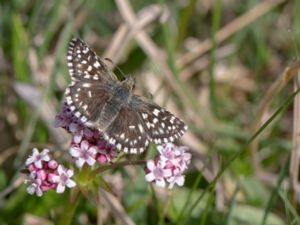 Pyrgus malvae - Grizzled Skipper - Smultronvisslare