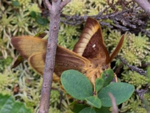 Lasiocampa quercus - Oak Eggar - Ekspinnare