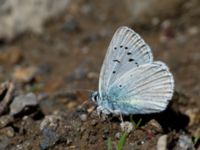 Polyommatus aedon Nemrut Dagi, Turkey 20120704 462