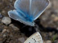 Polyommatus aedon Nemrut Dagi, Turkey 20120704 519