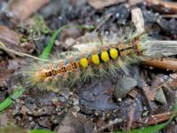 Orgyia antiqua larva Hunneröds mosse, Svedala, Skåne, Sweden 20160714B_0066