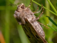 Agrotis exclamationis Klagshamns udde, Malmö, Skåne Sweden 20100621B 021