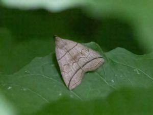 Herminia grisealis - Small Fan-foot - Spetsstreckat tofsfly