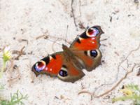 Aglais io Hallands Väderö, Båstad, Skåne, Sweden 20160807_0128