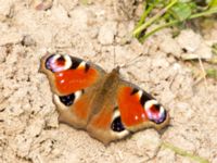 Aglais io Husie mosse, Malmö, Skåne, Sweden 20160503_0036