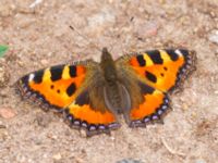 Aglais urticae Åkerstigen, Toarp, Malmö, Skåne, Sweden 20230630_0079