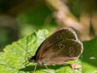 Aphantopus hyperantus Fuktängen, Klagshamns udde, Malmö, Skåne, Sweden 20150716_0033