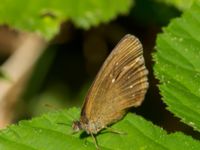 Aphantopus hyperantus Järavallen, Kävlinge, Skåne, Sweden 20160709_0108