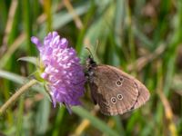 Aphantopus hyperantus Nybrofältet, Stora Köpinge, Ystad, Skåne, Sweden 20160703_0137