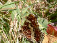 Araschnia levana Botaniska trädgården, Lund, Skåne, Sweden 20180701_0037