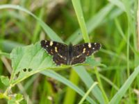 Araschnia levana Hästhagen, Skurup, Skåne, Sweden 20170730_0150