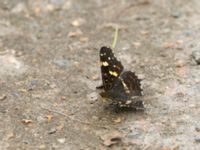 Araschnia levana Lyngsjön, Kristianstad, Skåne, Sweden 20170719_0086