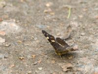 Araschnia levana Lyngsjön, Kristianstad, Skåne, Sweden 20170719_0087