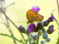 Argynnis adippe Ulvshult, Östra Göinge, Skåne, Sweden 20140709B_0056