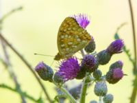 Argynnis adippe Ulvshult, Östra Göinge, Skåne, Sweden 20140709B_0058