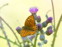 Argynnis adippe Ulvshult, Östra Göinge, Skåne, Sweden 20140709B_0059