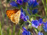 Argynnis adippe Vombs S vattenverksdammar, Lund, Skåne, Sweden 20110627 179