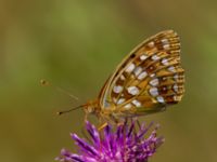 Argynnis adippe Vombs västra vattenverksdammar, Lund, Skåne, Sweden 20100721 046