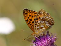 Argynnis adippe Vombs västra vattenverksdammar, Lund, Skåne, Sweden 20100721 048