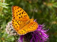 Argynnis adippe Vombs västra vattenverksdammar, Lund, Skåne, Sweden 20110627 112