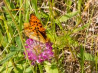 Argynnis adippe Vombs västra vattenverksdammar, Lund, Skåne, Sweden 20110627 126